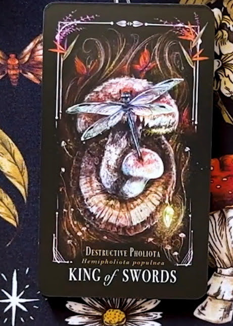Midnight Magic: A Tarot Deck of Mushrooms